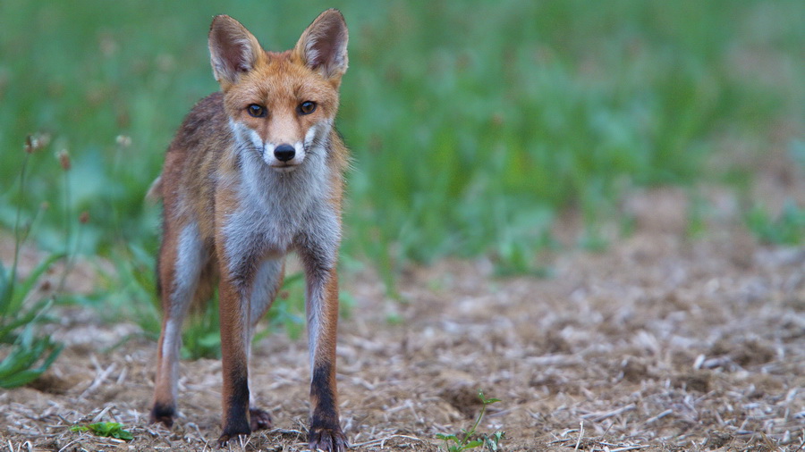 Renard roux